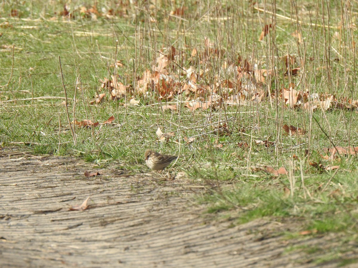 Vesper Sparrow - Tim Martin