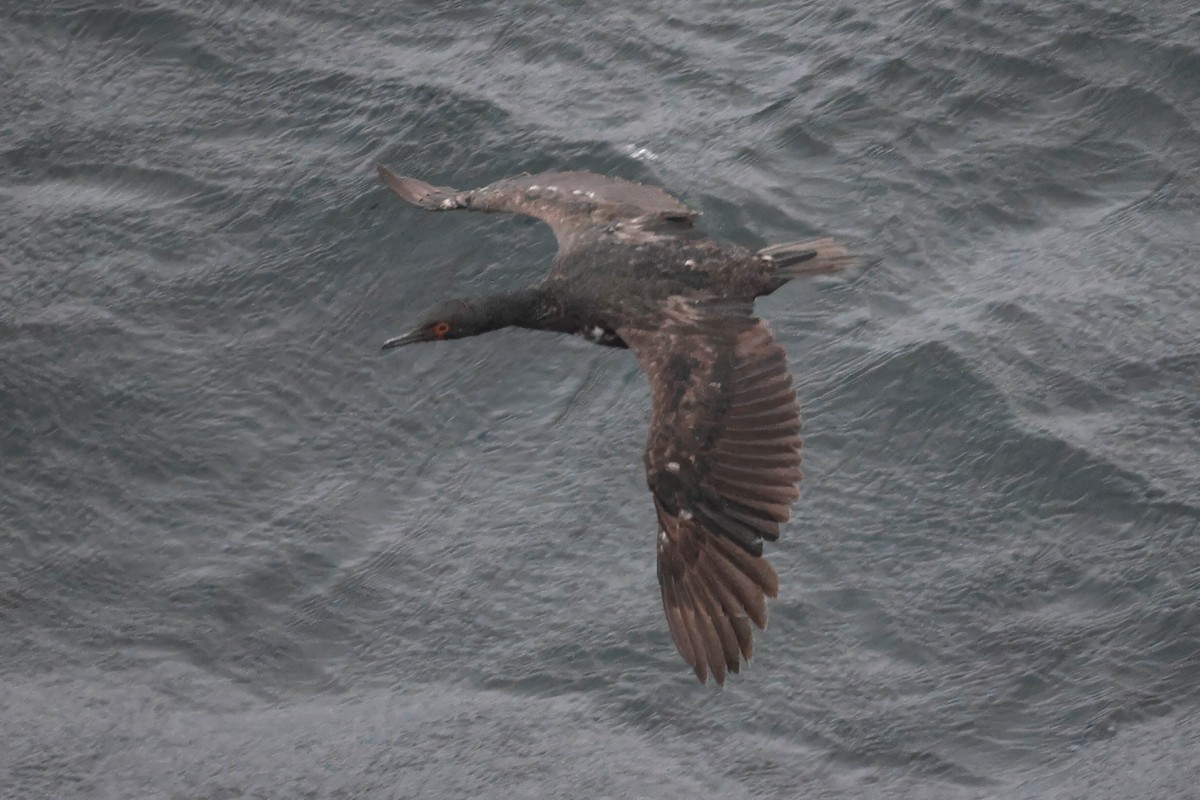 Magellanic Cormorant - ML617183125