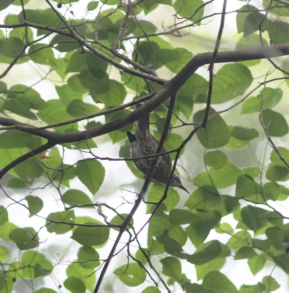 Spotted Honeyeater - ML617183126