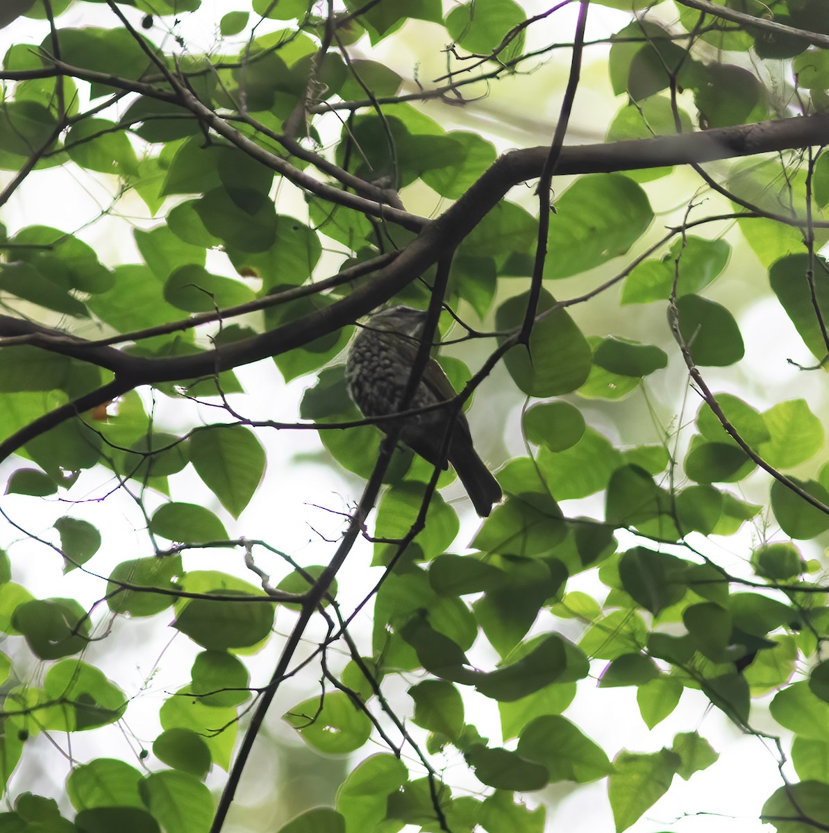 Spotted Honeyeater - ML617183127