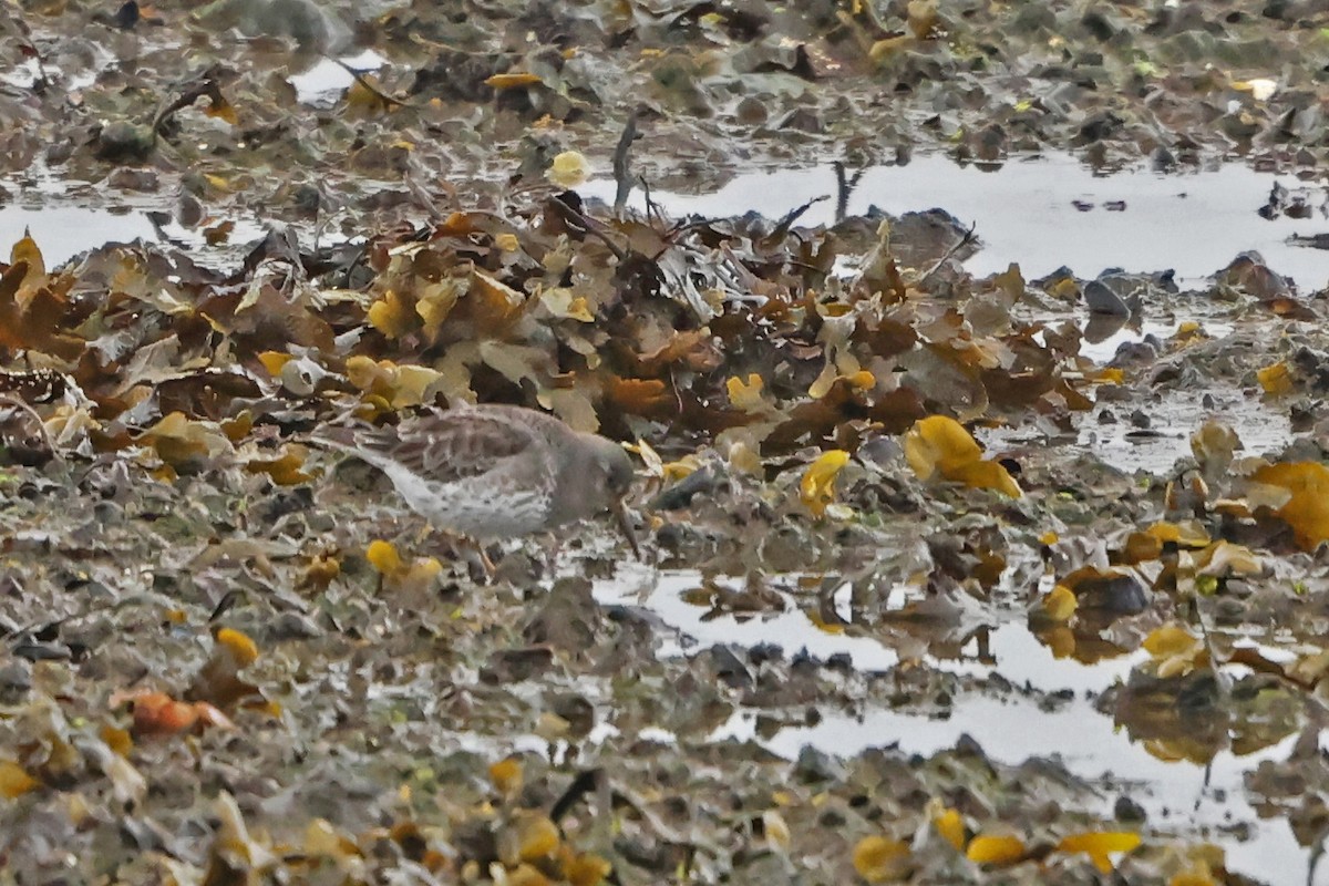 Purple Sandpiper - ML617183134