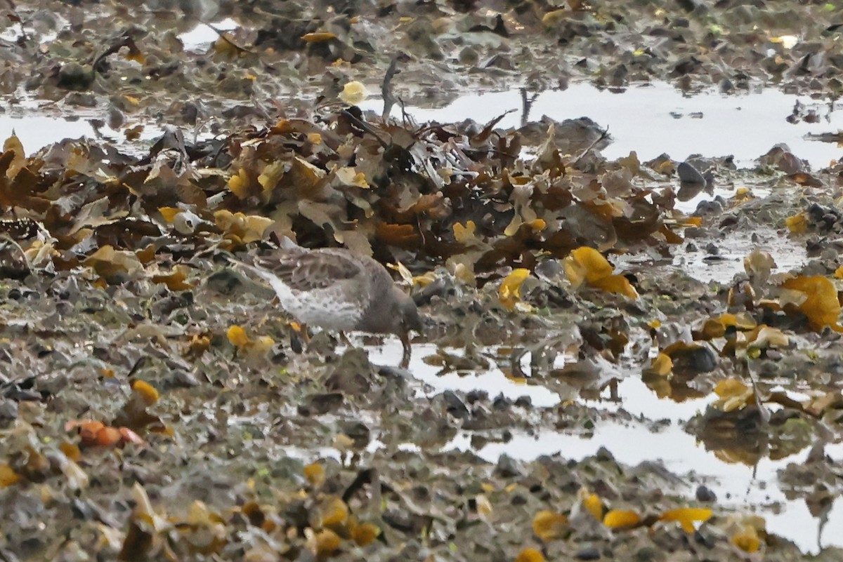 Purple Sandpiper - ML617183141