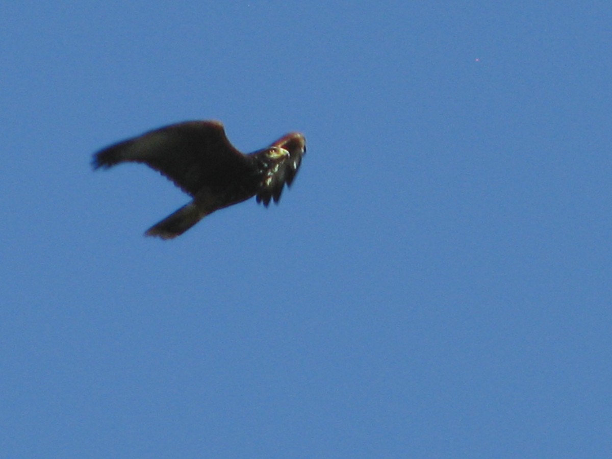 Harris's Hawk - ML617183210