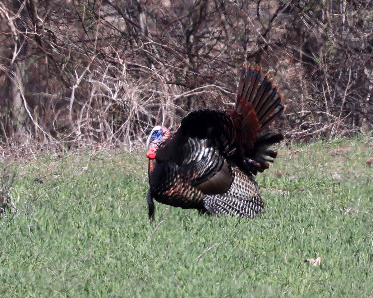 Wild Turkey - Tom Murray