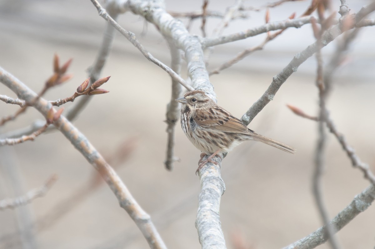 Song Sparrow - Ivan Wiljanen