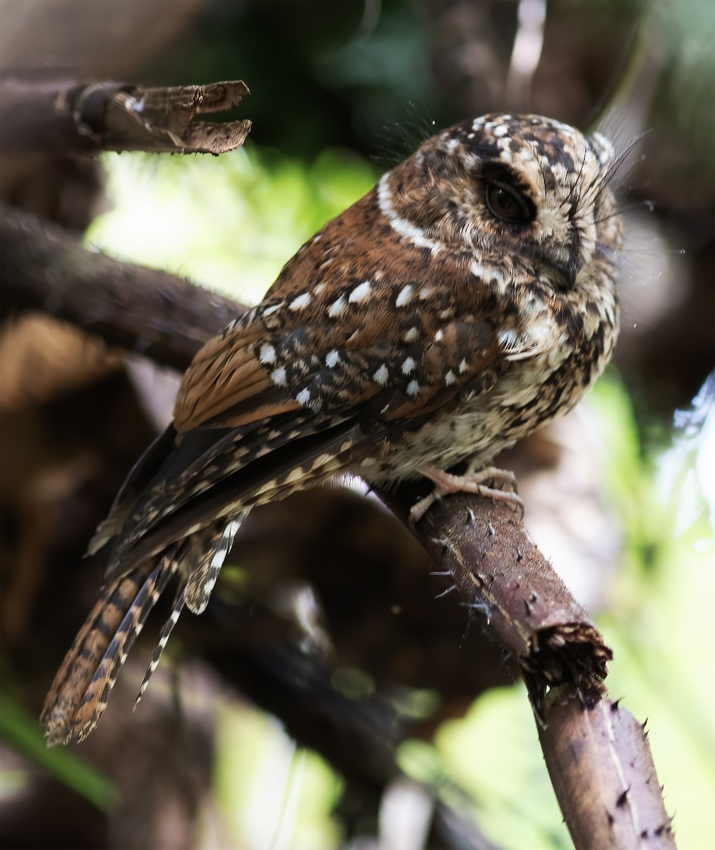 Mountain Owlet-nightjar - Gary Rosenberg