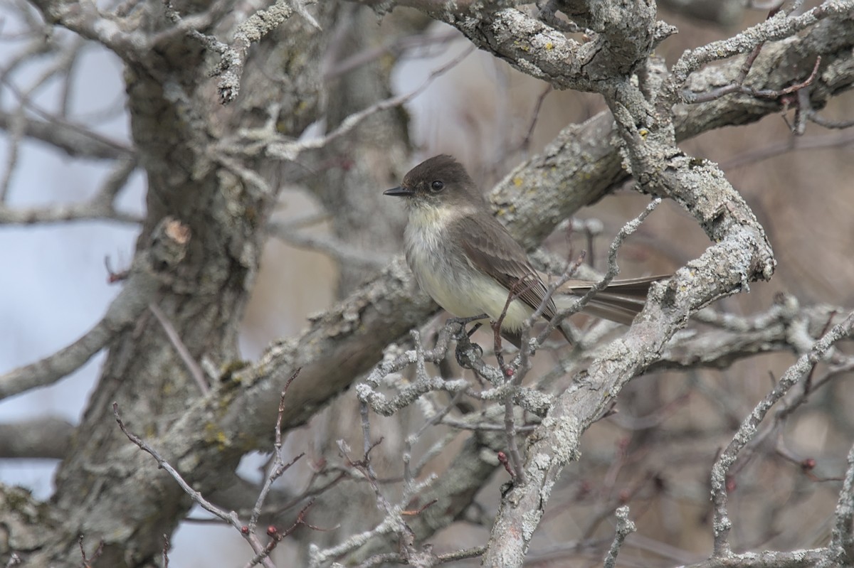 Eastern Phoebe - ML617183258