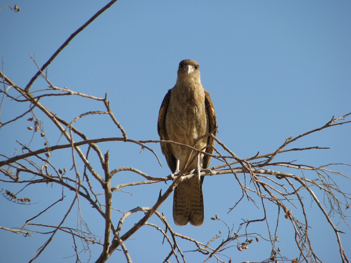 Chimango Caracara - ML617183261