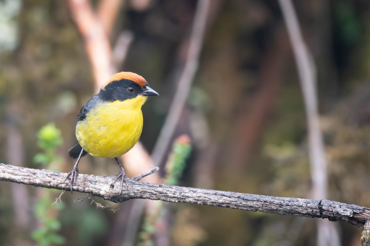 Yellow-breasted Brushfinch - ML617183286