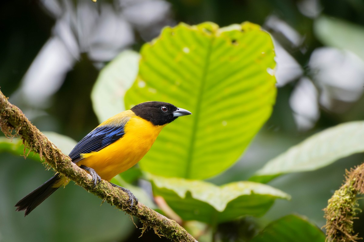 Black-chinned Mountain Tanager - ML617183346