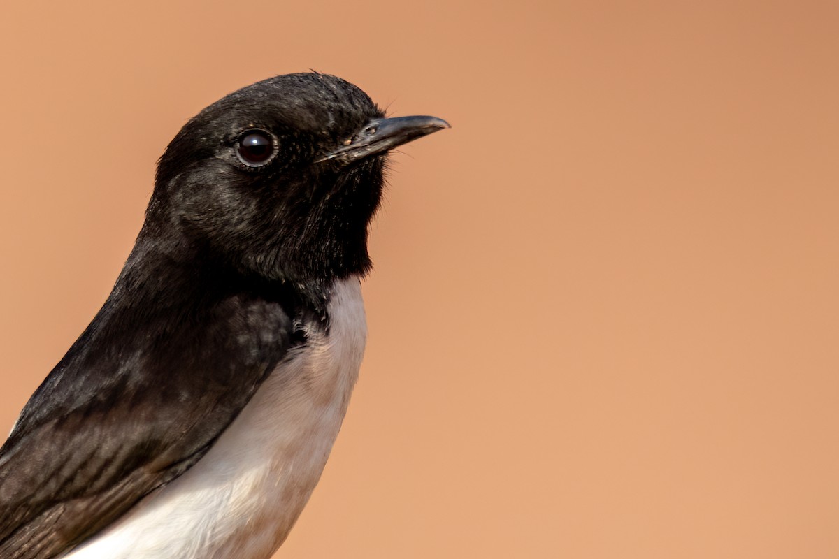 Hume's Wheatear - ML617183365