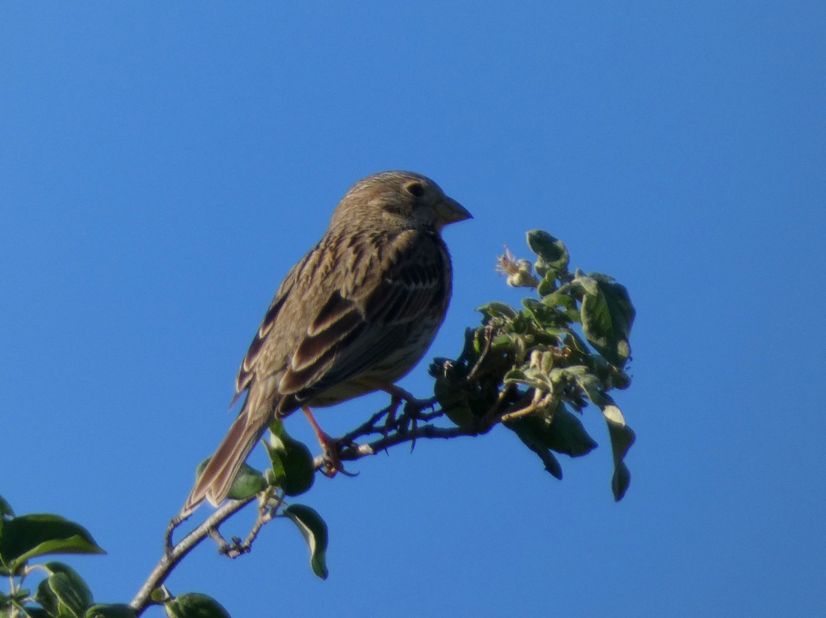 Corn Bunting - Peter Milinets-Raby