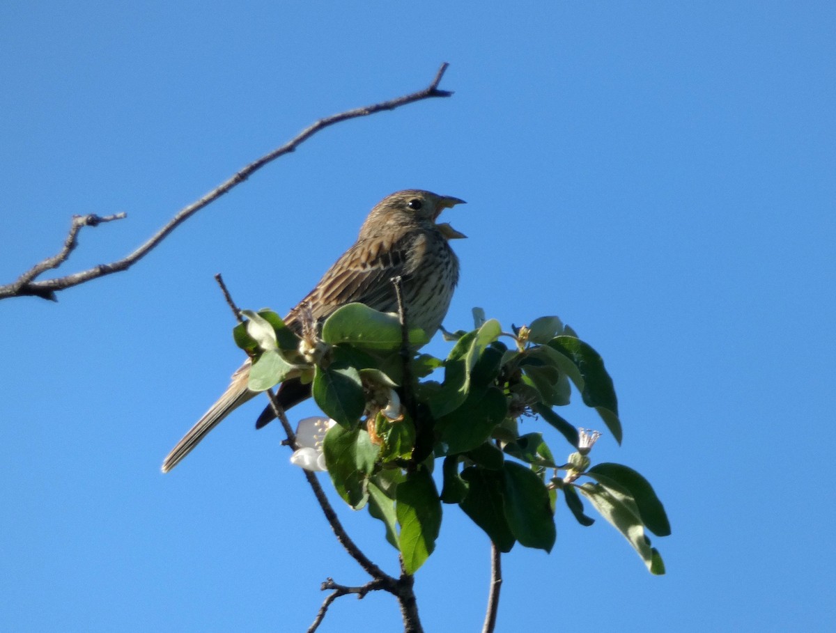 Corn Bunting - Peter Milinets-Raby