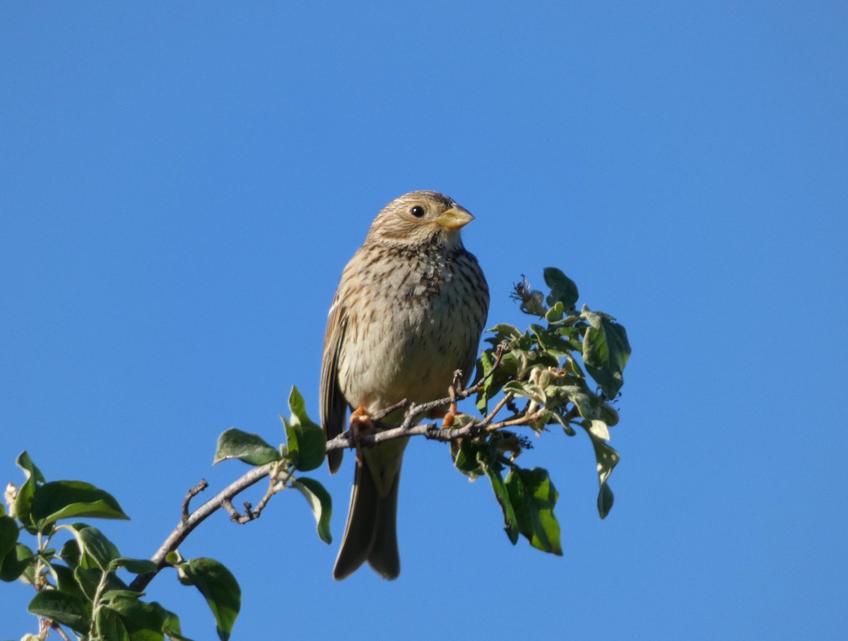 Corn Bunting - Peter Milinets-Raby
