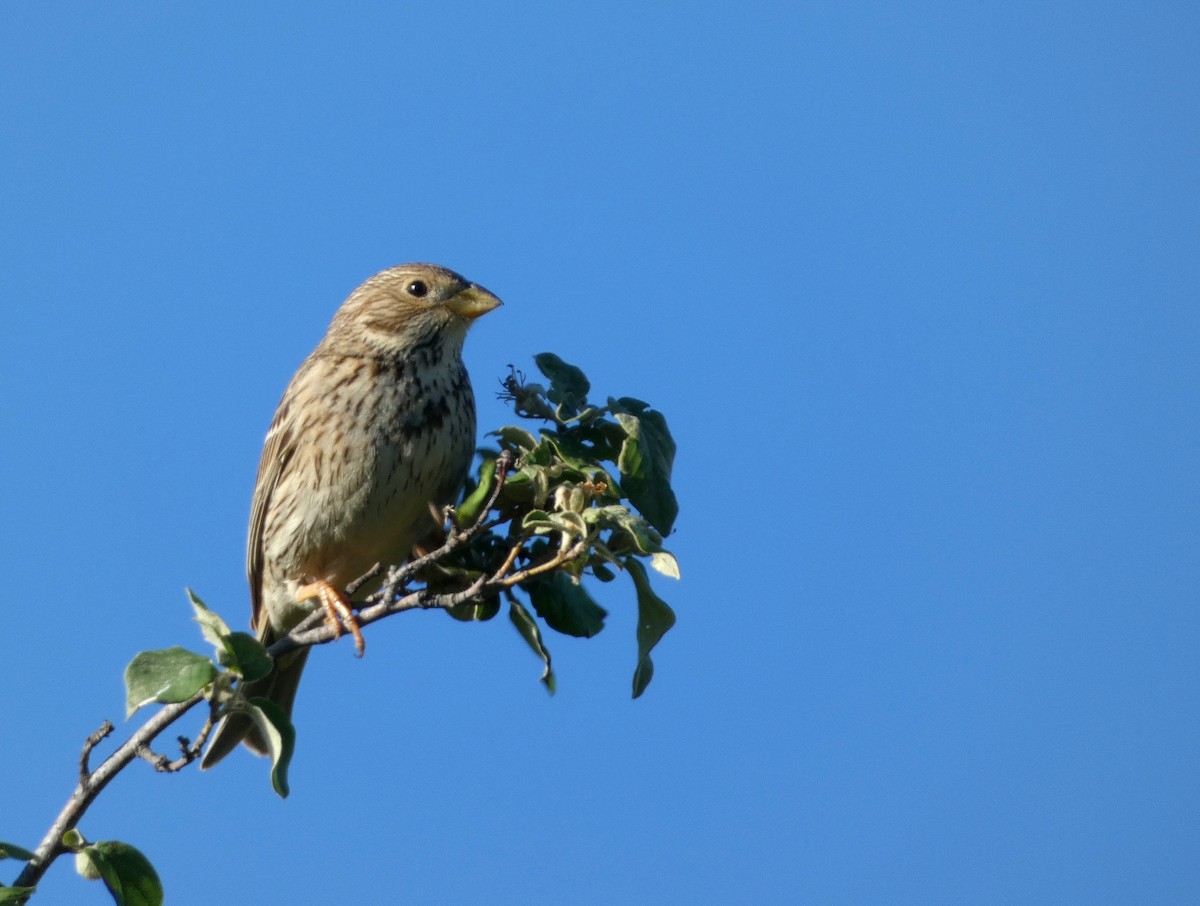 Corn Bunting - Peter Milinets-Raby