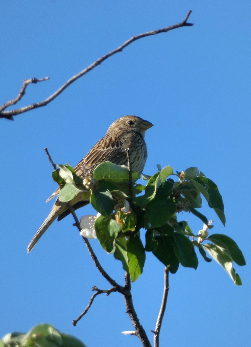 Corn Bunting - Peter Milinets-Raby