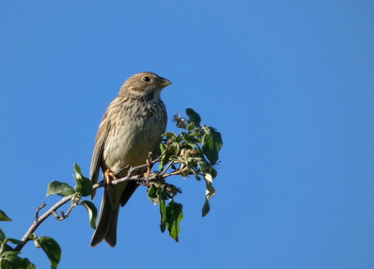 Corn Bunting - Peter Milinets-Raby