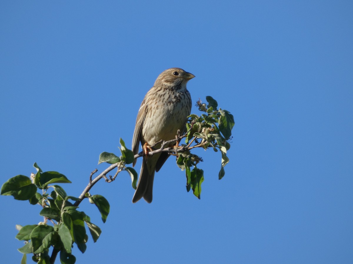 Corn Bunting - Peter Milinets-Raby