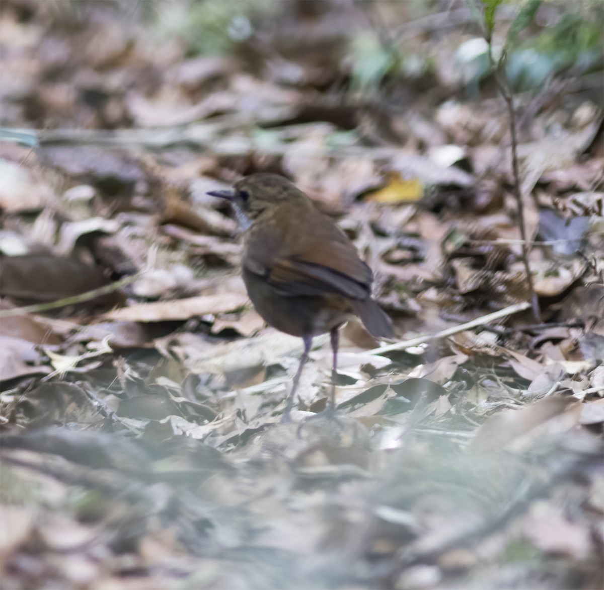 Lesser Ground-Robin - ML617183428