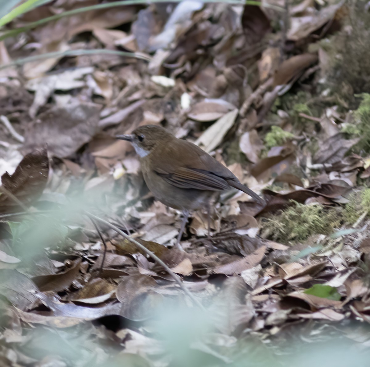 Lesser Ground-Robin - ML617183429