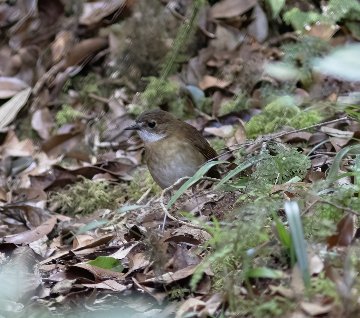 Lesser Ground-Robin - ML617183430