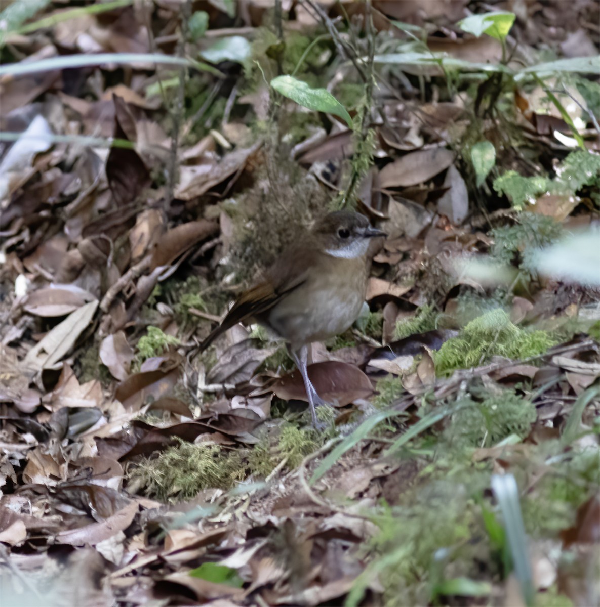 Lesser Ground-Robin - ML617183431