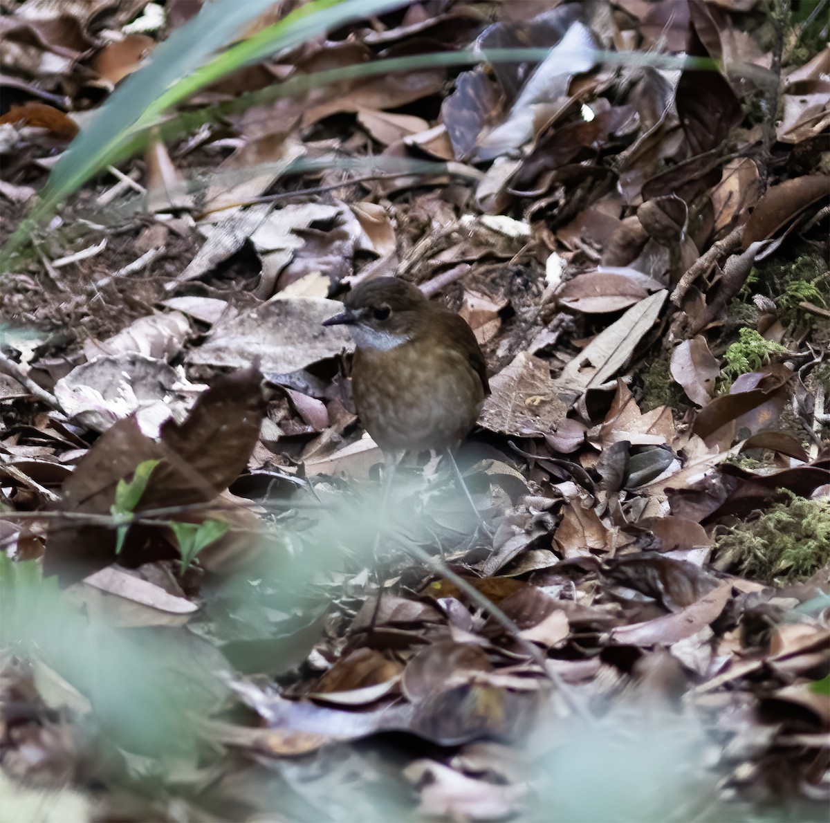 Lesser Ground-Robin - Gary Rosenberg