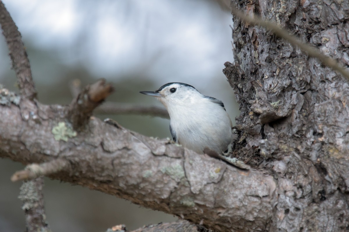 White-breasted Nuthatch - Ivan Wiljanen