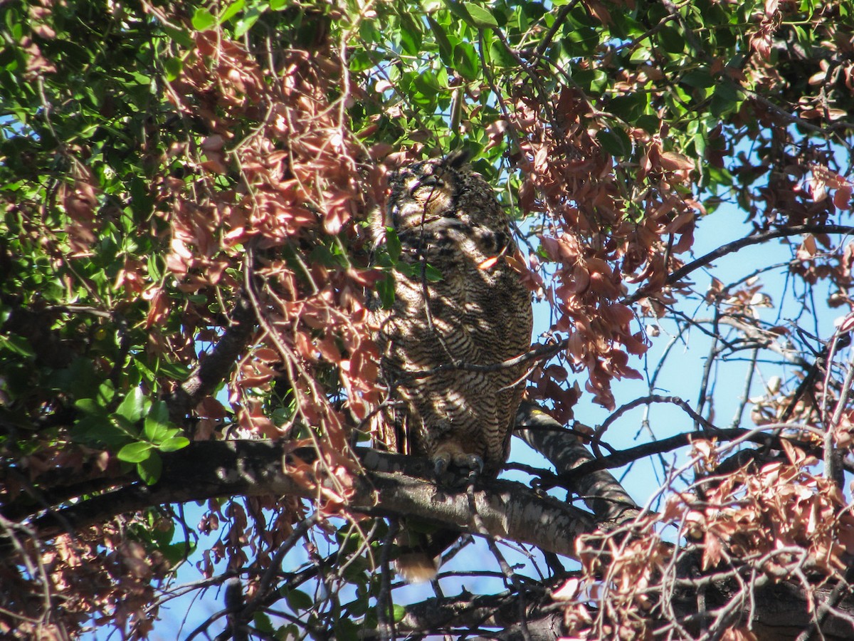 Lesser Horned Owl - ML617183437