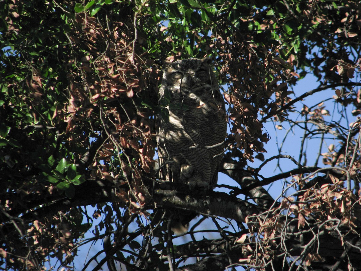 Lesser Horned Owl - ML617183438