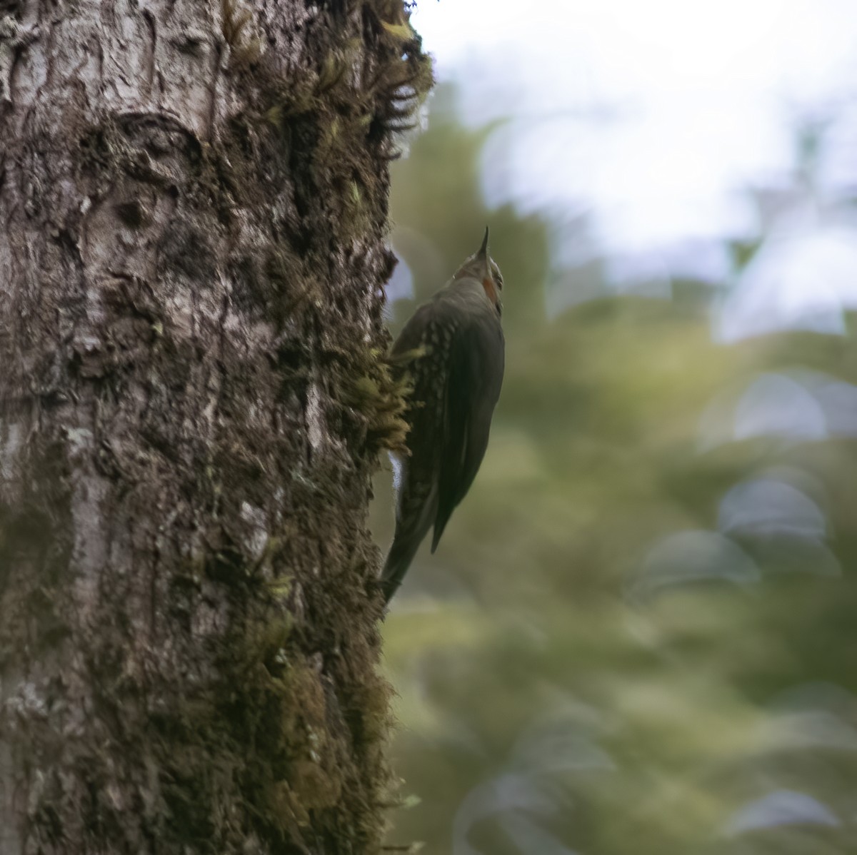 Papuan Treecreeper - ML617183485