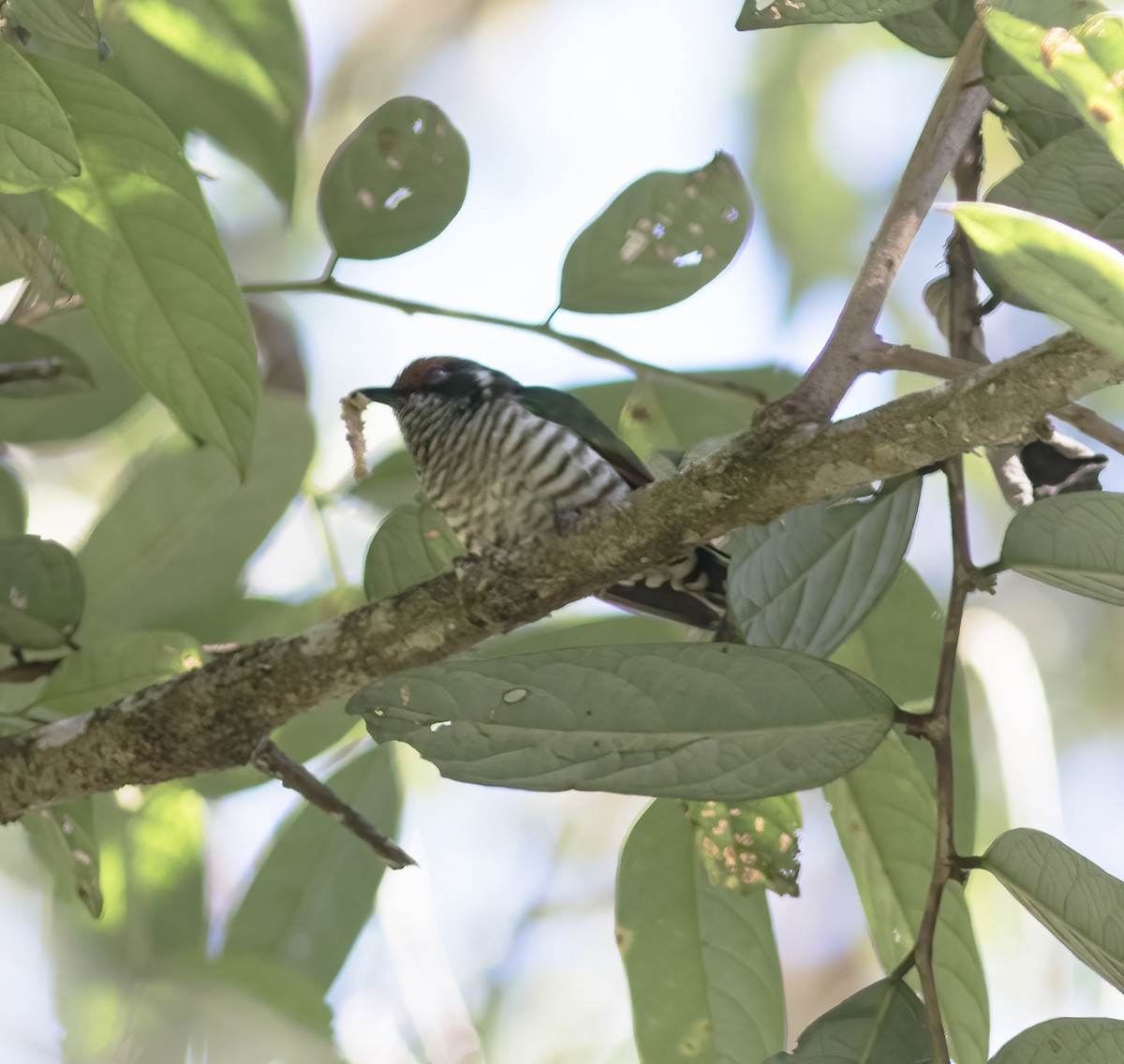 White-eared Bronze-Cuckoo - ML617183515