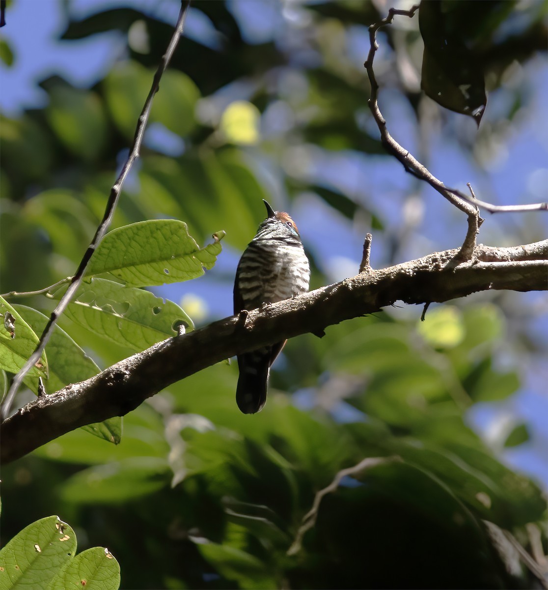 Cuclillo Orejiblanco - ML617183517