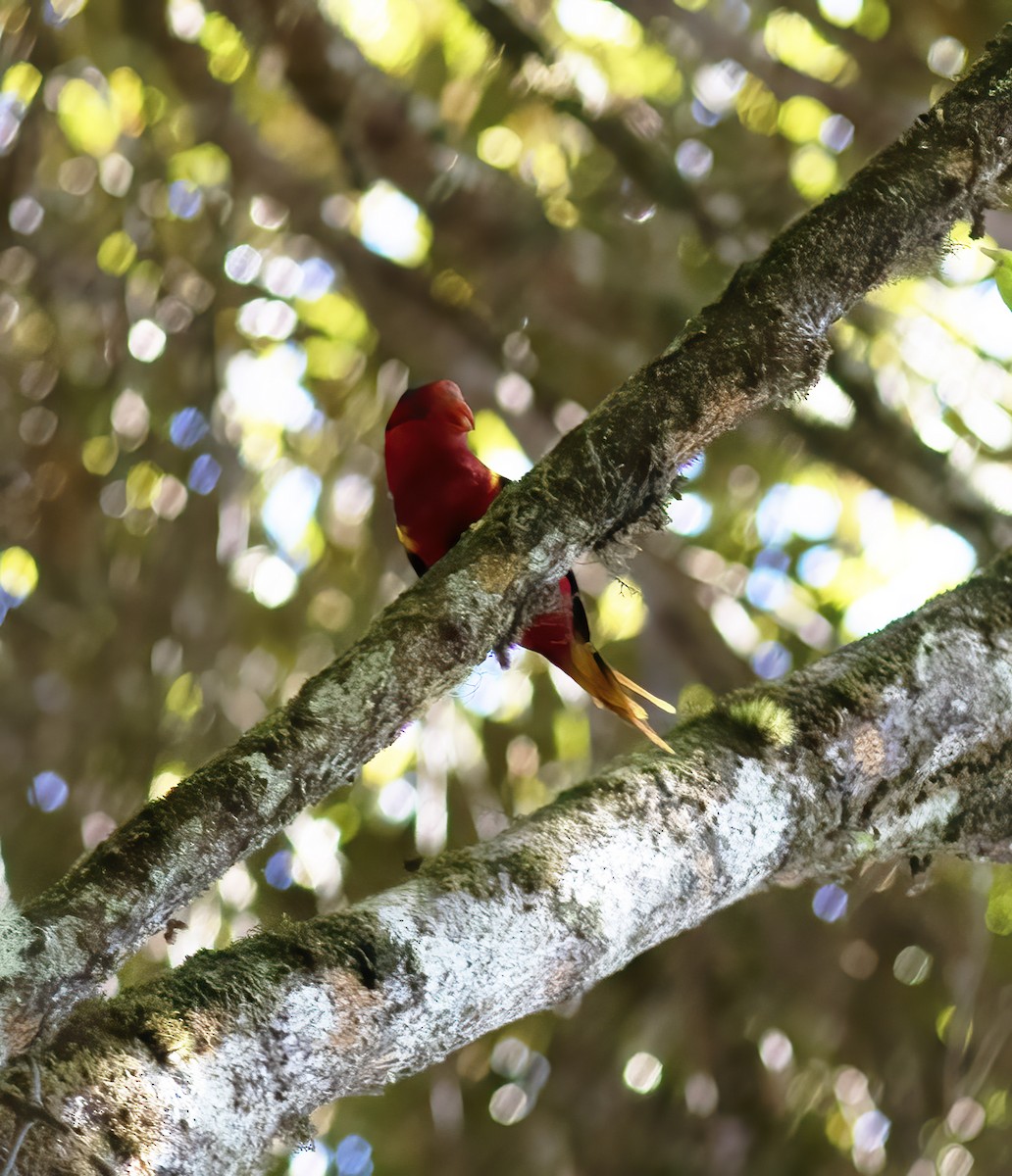 West Papuan Lorikeet - ML617183542