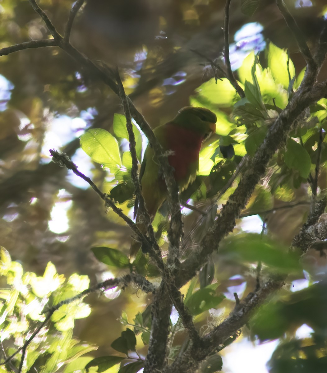 Yellow-billed Lorikeet - ML617183554