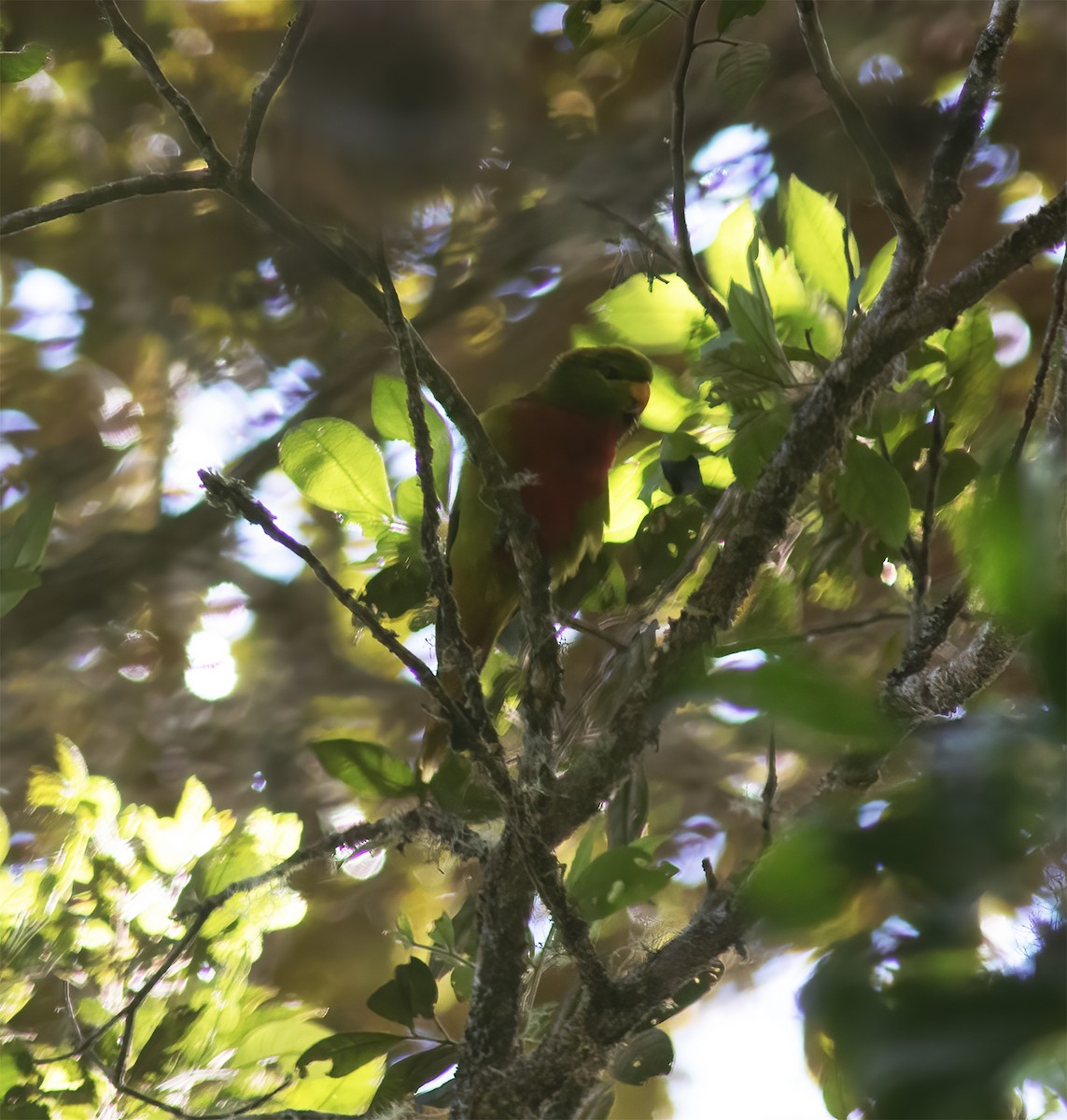 Yellow-billed Lorikeet - Gary Rosenberg