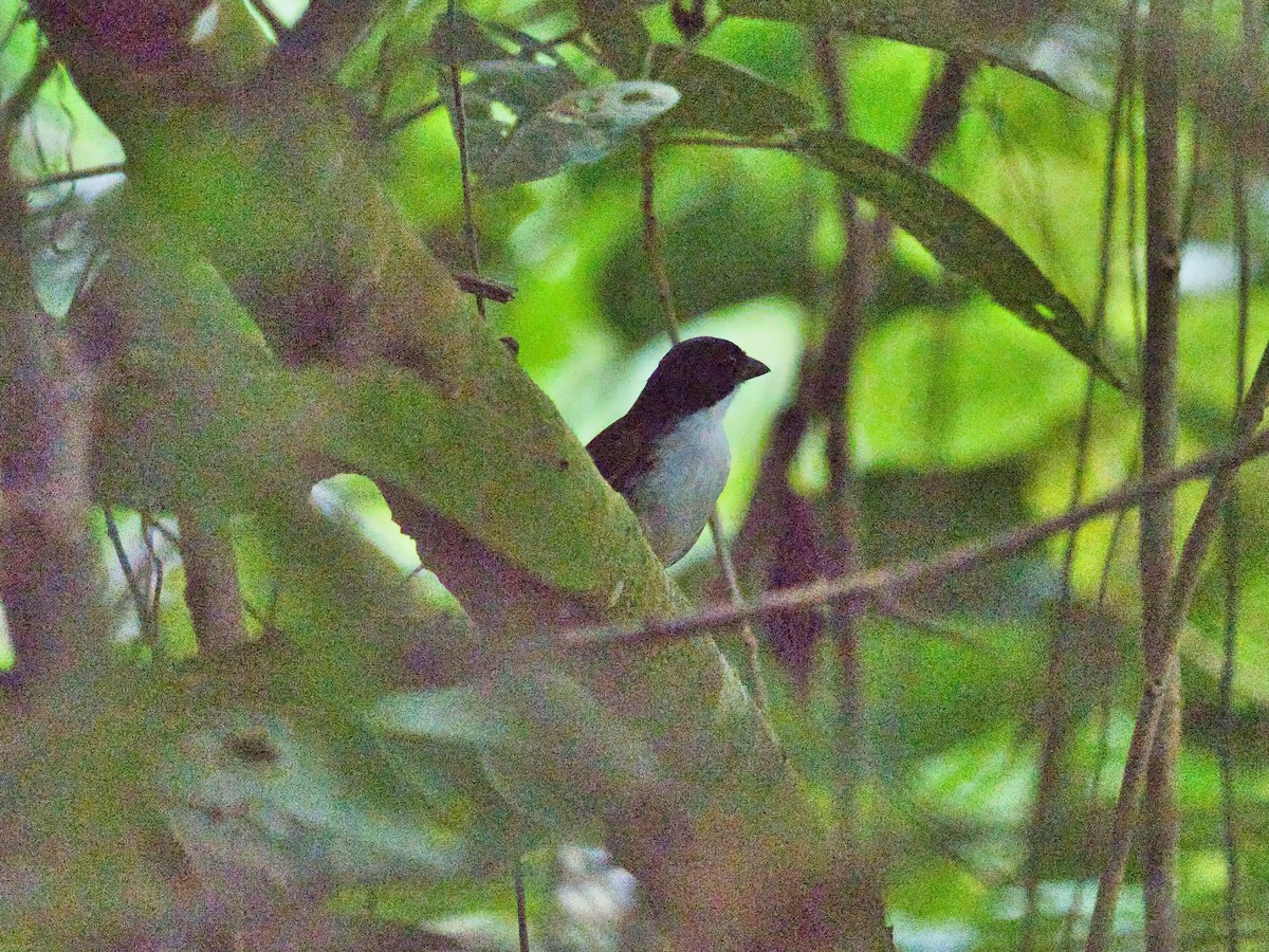 Black-headed Brushfinch - ML617183569