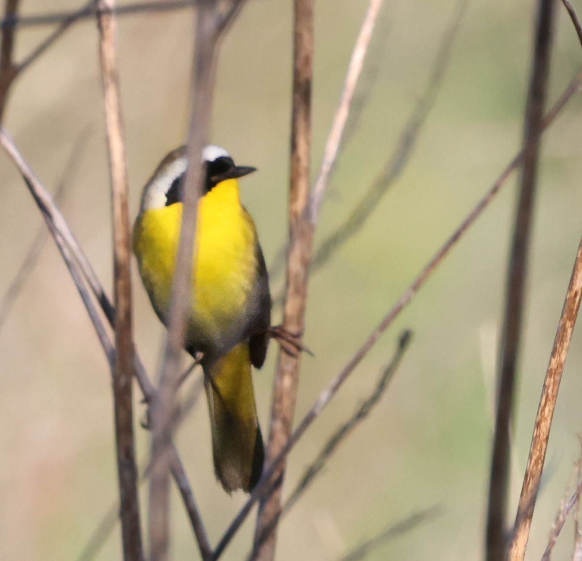 Common Yellowthroat - George Nothhelfer