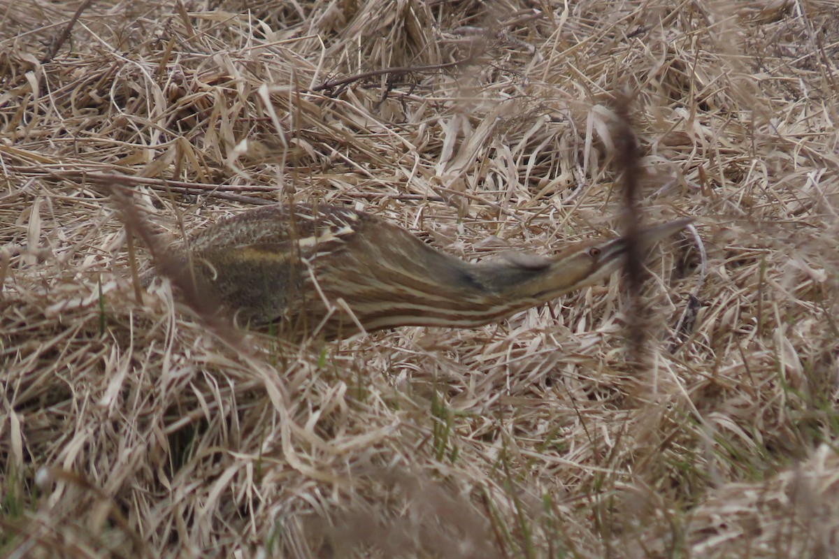 American Bittern - ML617183637