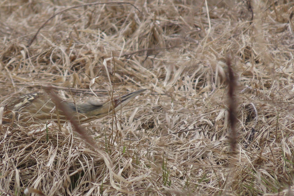 American Bittern - ML617183642