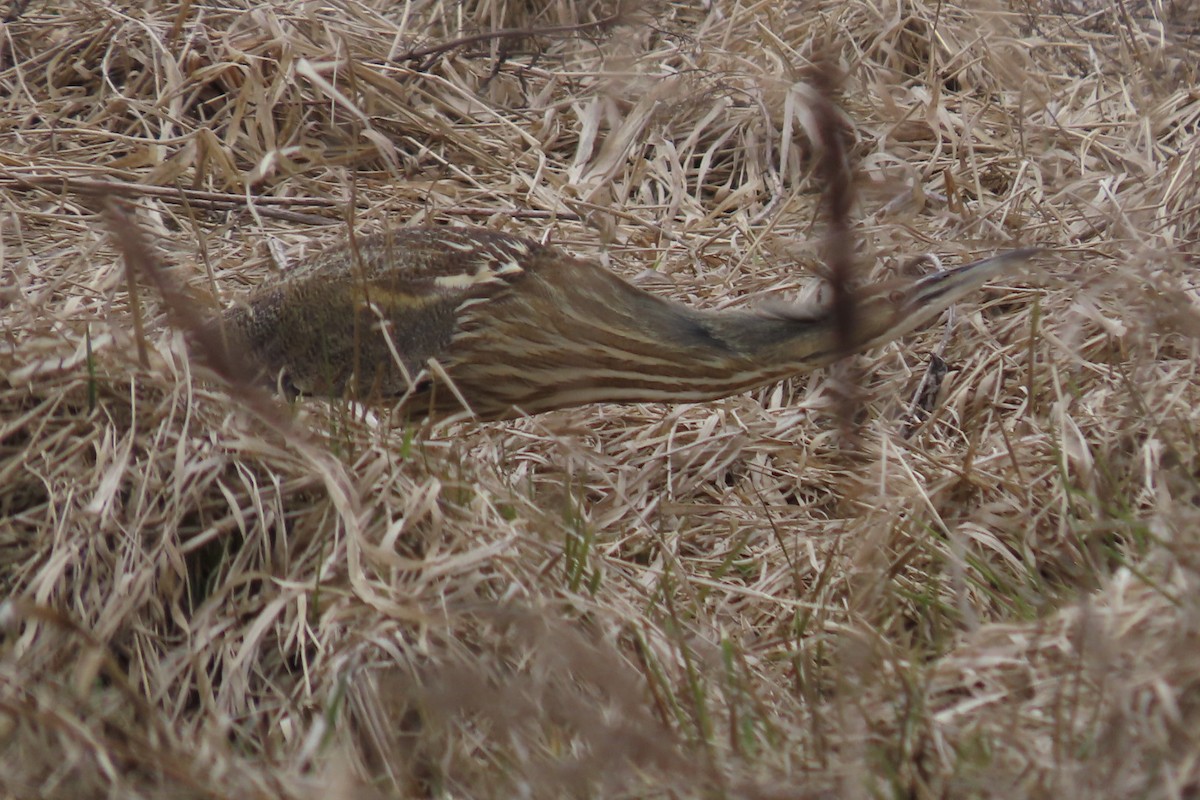 American Bittern - ML617183646