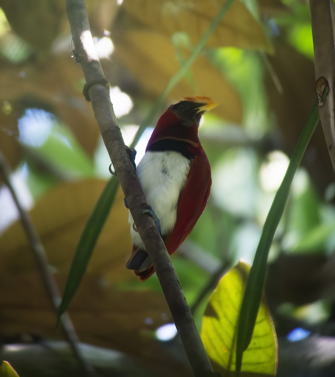 King Bird-of-Paradise - ML617183677