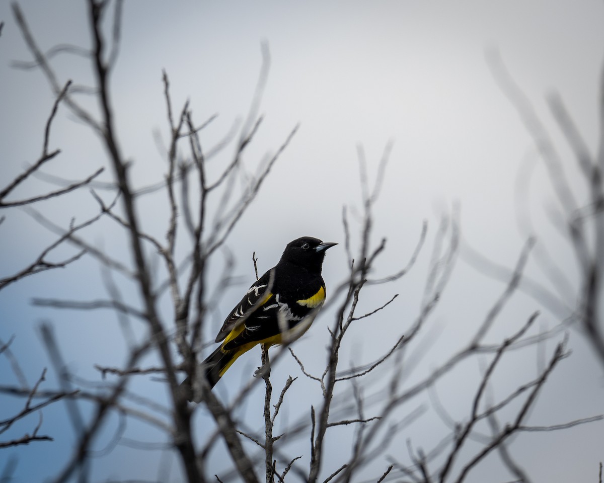 Scott's Oriole - Kirk Miller