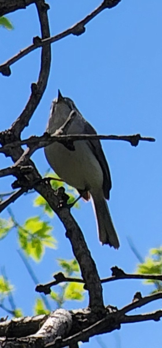 Blue-gray Gnatcatcher - ML617183756