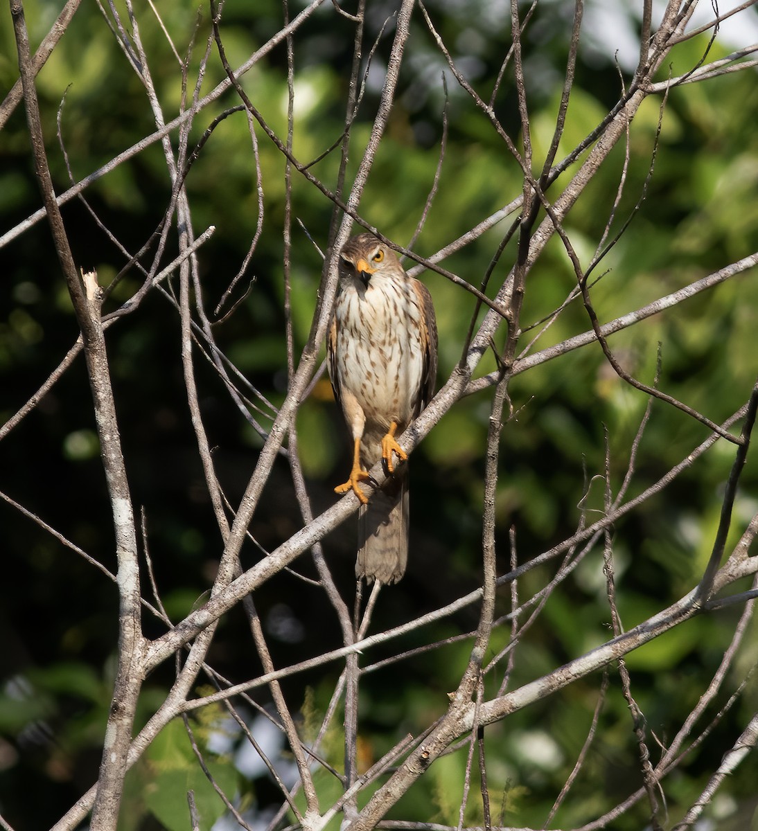 Variable Goshawk - ML617183760