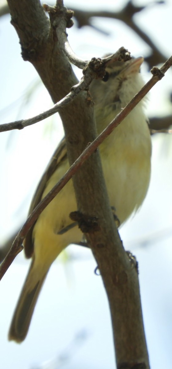 Bell's Vireo - ML617183763