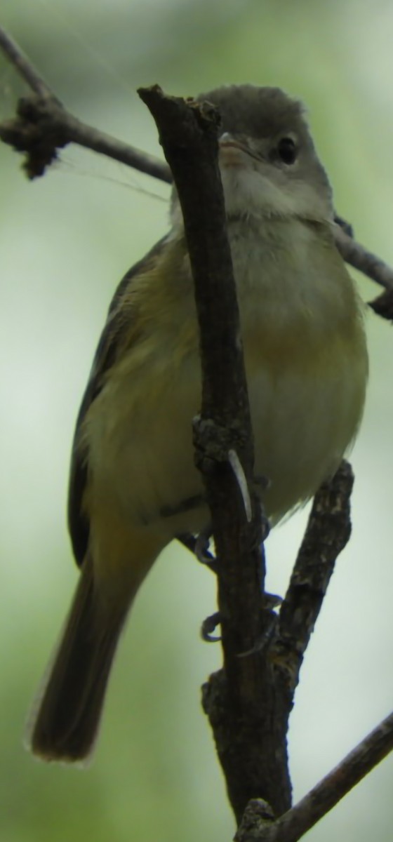 Bell's Vireo - ML617183764