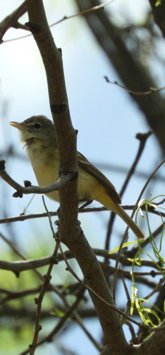 Bell's Vireo - Don Stanley