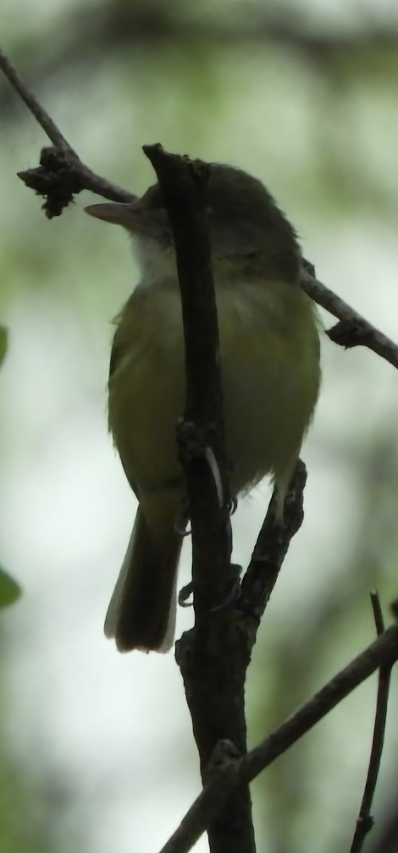 Vireo de Bell - ML617183767