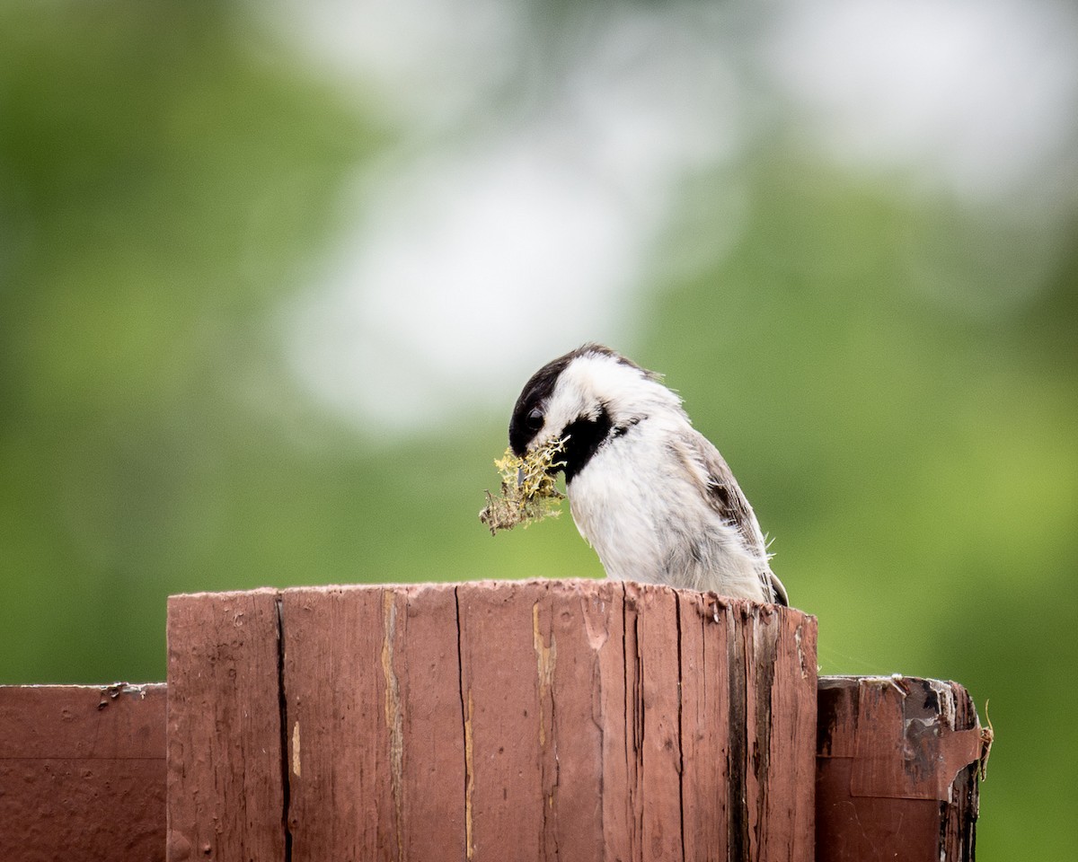 Carolina Chickadee - Kirk Miller